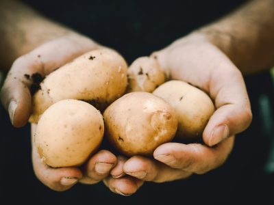 maos-segurando-batatas-BRANDT-Batata-exige-tecnologias-para-protecao-contra-bacterias-e-fungos-e-aumento-da-produtividade-por-area-foto-divulgacao
