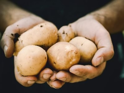 maos-segurando-batatas-BRANDT-Batata-exige-tecnologias-para-protecao-contra-bacterias-e-fungos-e-aumento-da-produtividade-por-area-foto-divulgacao