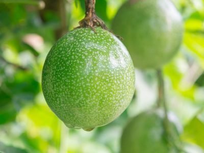 Maracujá - Foto: Shutterstock