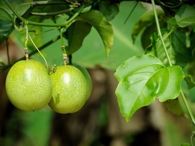 Maracujá - Fotos: Shutterstock