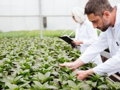 Mature bearded man in robe standing near colleague and working with plants in greenery