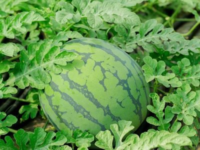 Melancia - Crédito: shutterstock