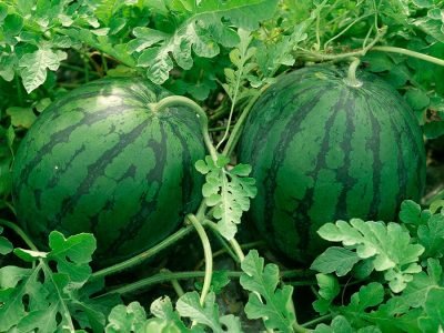 Melancia - Crédito: Crédito: Shutterstock