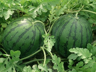 Melancia - Foto: Shutterstock