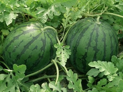 Melancia - Foto: Shutterstock