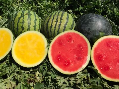 Melancia Pingo Doce Amarelinha e Original