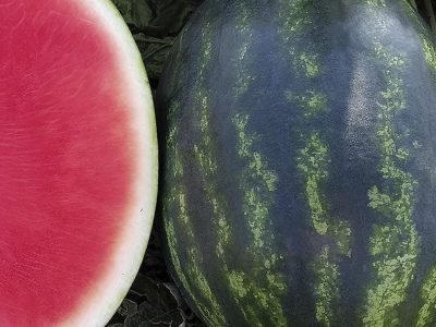 Melancia Arriba - Foto: Divulgação