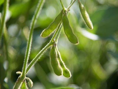 Soja - Créditos: shurtterstock