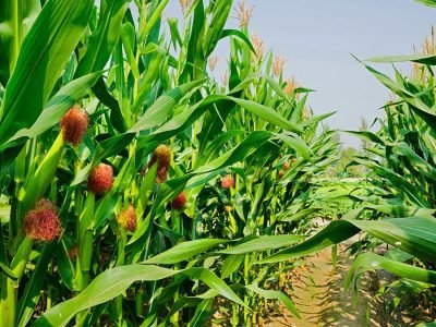 Milho - Fotos: Shutterstock