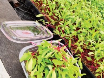 microverdes 3 (Telefone)