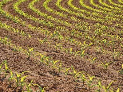 Milho - Fotos: Shutterstock