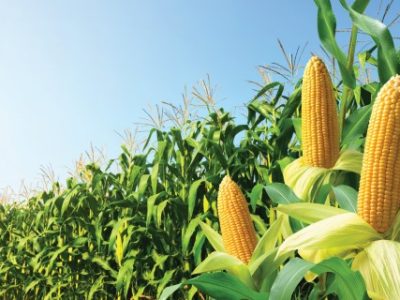 Corn cobs with corn plantation field background.