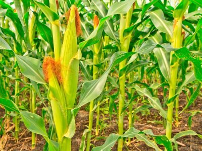 Milho - Créditos: shutterstock