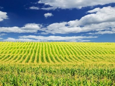 Lavoura - Créditos: shurtterstock