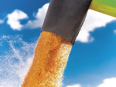 Milho - Fotos: Shutterstock