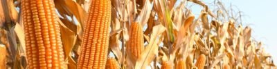 Close-up,Dried,Corn,Cobs,In,Corn,Field.