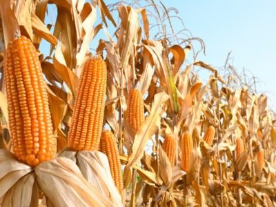 Close-up,Dried,Corn,Cobs,In,Corn,Field.
