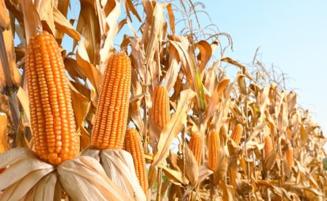 Close-up,Dried,Corn,Cobs,In,Corn,Field.