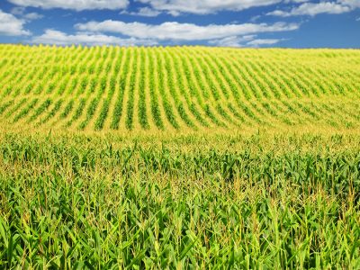 Milho - Fotos: Shutterstock