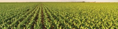 Green corn maize field in early stage