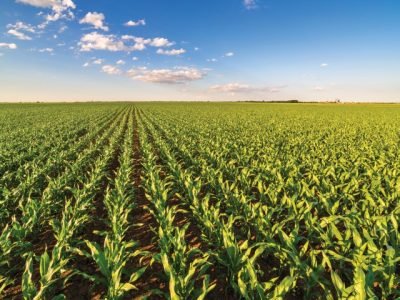 Green corn maize field in early stage