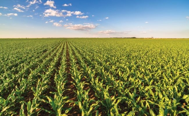 Green corn maize field in early stage