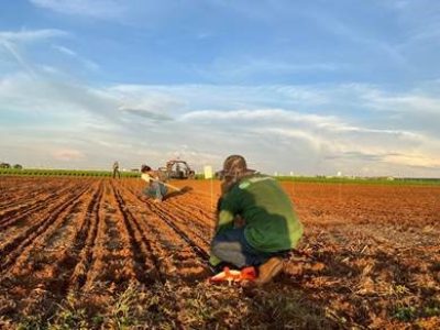 milho-tecnologia-agr-digital-fertilizantes-adubação