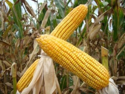 Foto: Erasmo Pereira