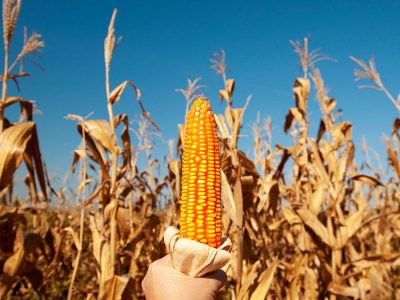 Milho - Foto: Shutterstock