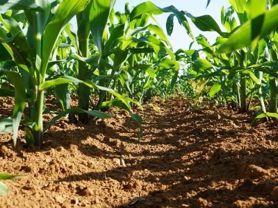 Milho - Crédito: Ademir Torchetti