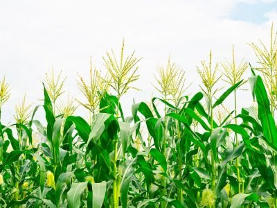 Milho - Crédito Shutterstock