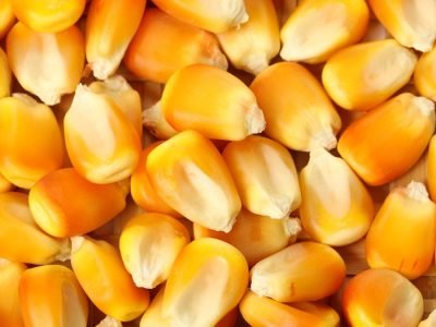 Milho - Foto: Shutterstock