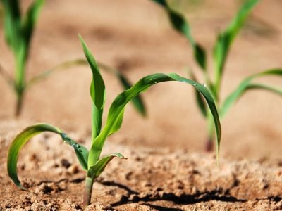 Milho - Fotos: Shutterstock