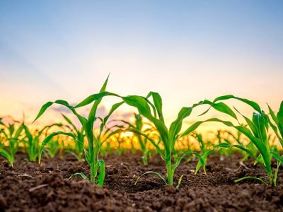 Milho - Fotos: Shutterstock