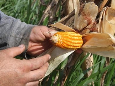 Milho - Foto Divulgação