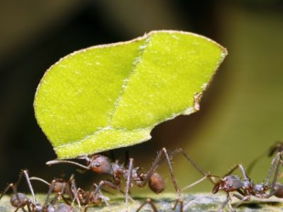 Leaf cutter ant