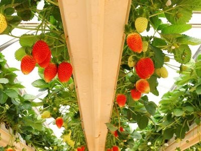 Morango - Créditos: shurtterstock