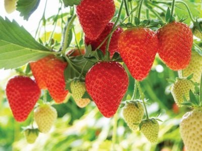 Harvesting of fresh ripe big red strawberry fruit in Dutch greenhouse