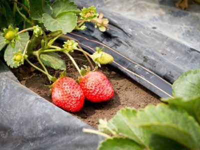 morango irrigacao