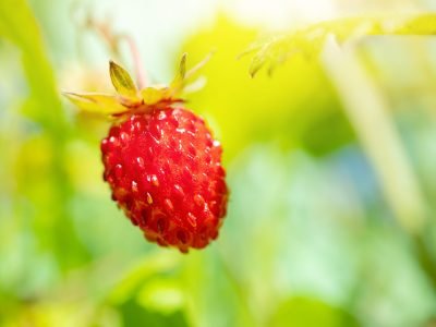 Morango_Foto: Divulgação