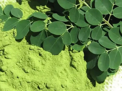 Planta de moringa colhida para produção de silagem