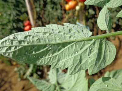 Mosca branca - Crédito: José Salazar Júnior