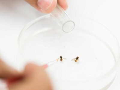 mosca-da-carambola PÁGINA (1)