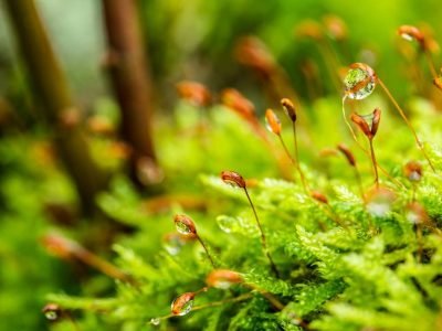 moss-gc96ad8252_1280-e1666089669236