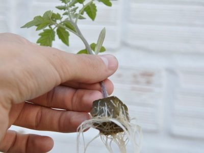 Muda de tomate - Fotos: Rafael Campagnol