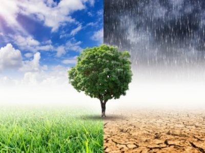 Landscape of Trees With the changing environment, Concept of climate change.