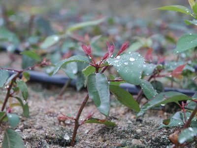 Mudas - Crédito: Luize Hess