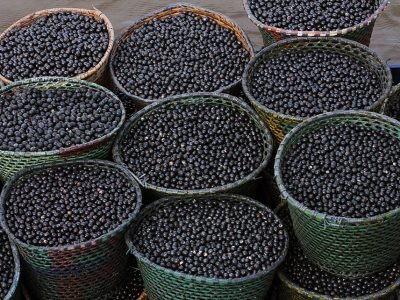 nanofertilizante-caroco-acai