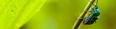 nanossensores-deteccao-pesticidas-agua.jpg