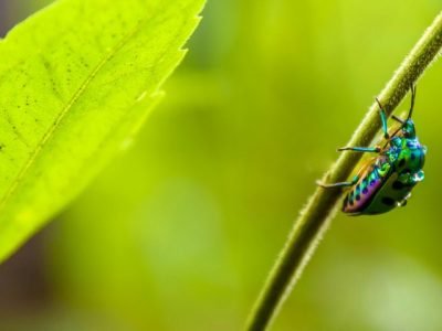 nanossensores-deteccao-pesticidas-agua.jpg